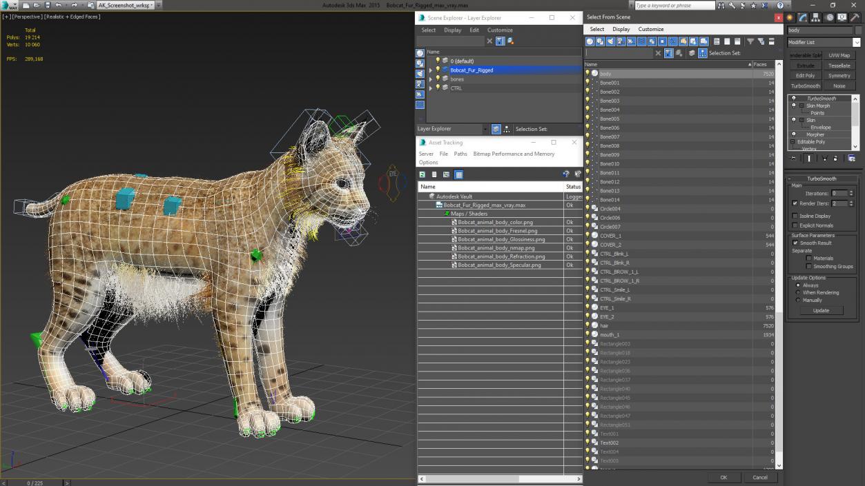 Bobcat Fur Rigged 3D