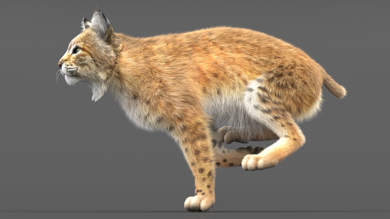 Bobcat Fur Rigged 3D