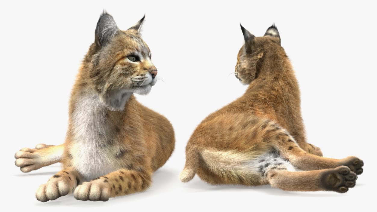 Bobcat Fur Rigged 3D