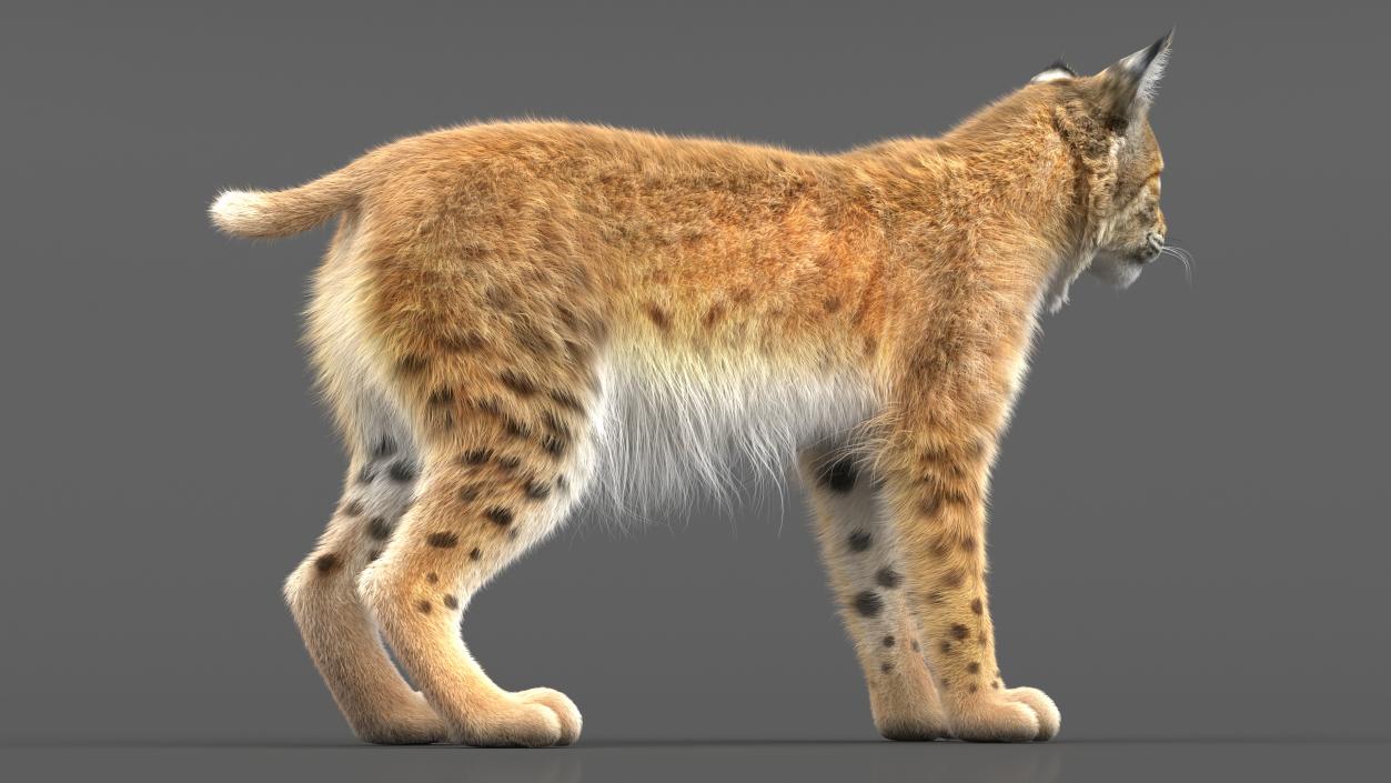 Bobcat Fur Rigged 3D