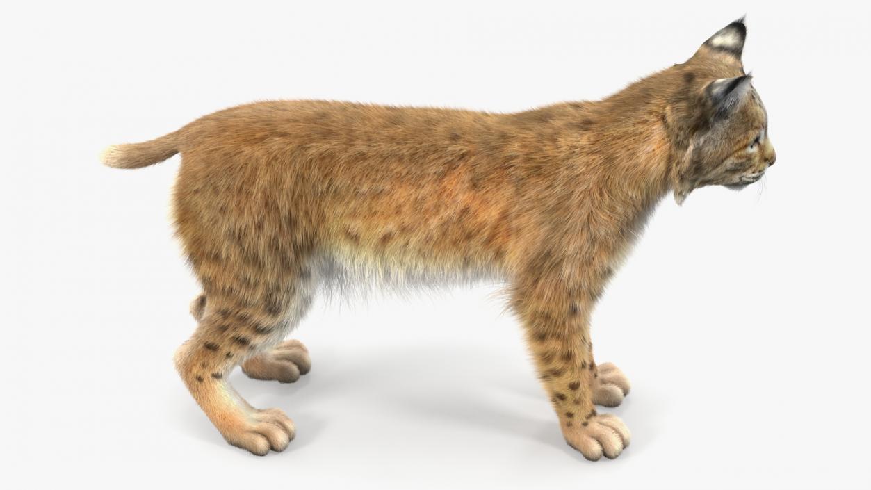 Bobcat Fur Rigged 3D