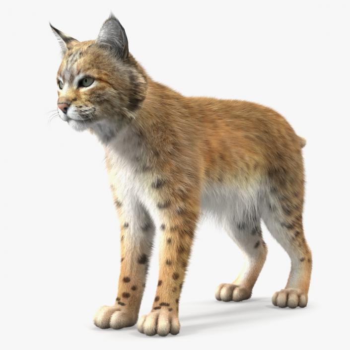 Bobcat Fur Rigged 3D