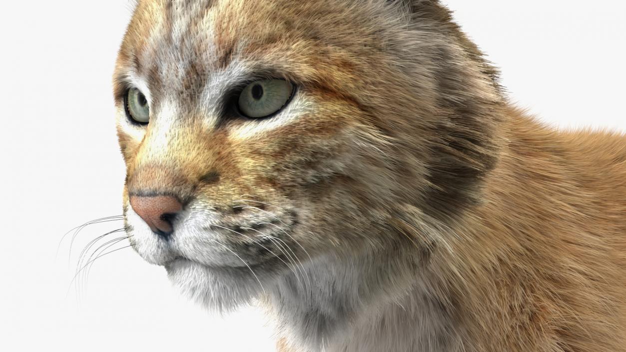 Bobcat Fur Rigged 3D