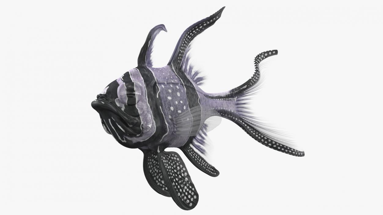 Longfin Cardinalfish Swimming Pose 3D model