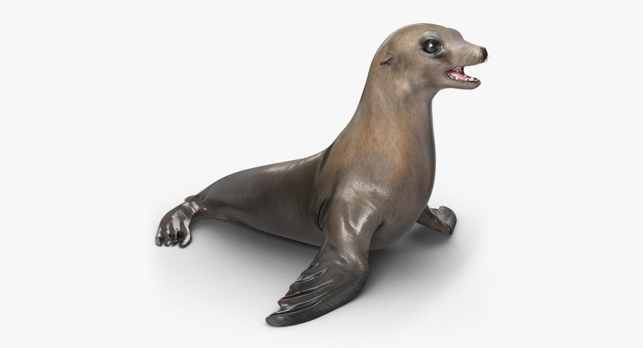 Marine Mammals Rigged Collection 4 3D model