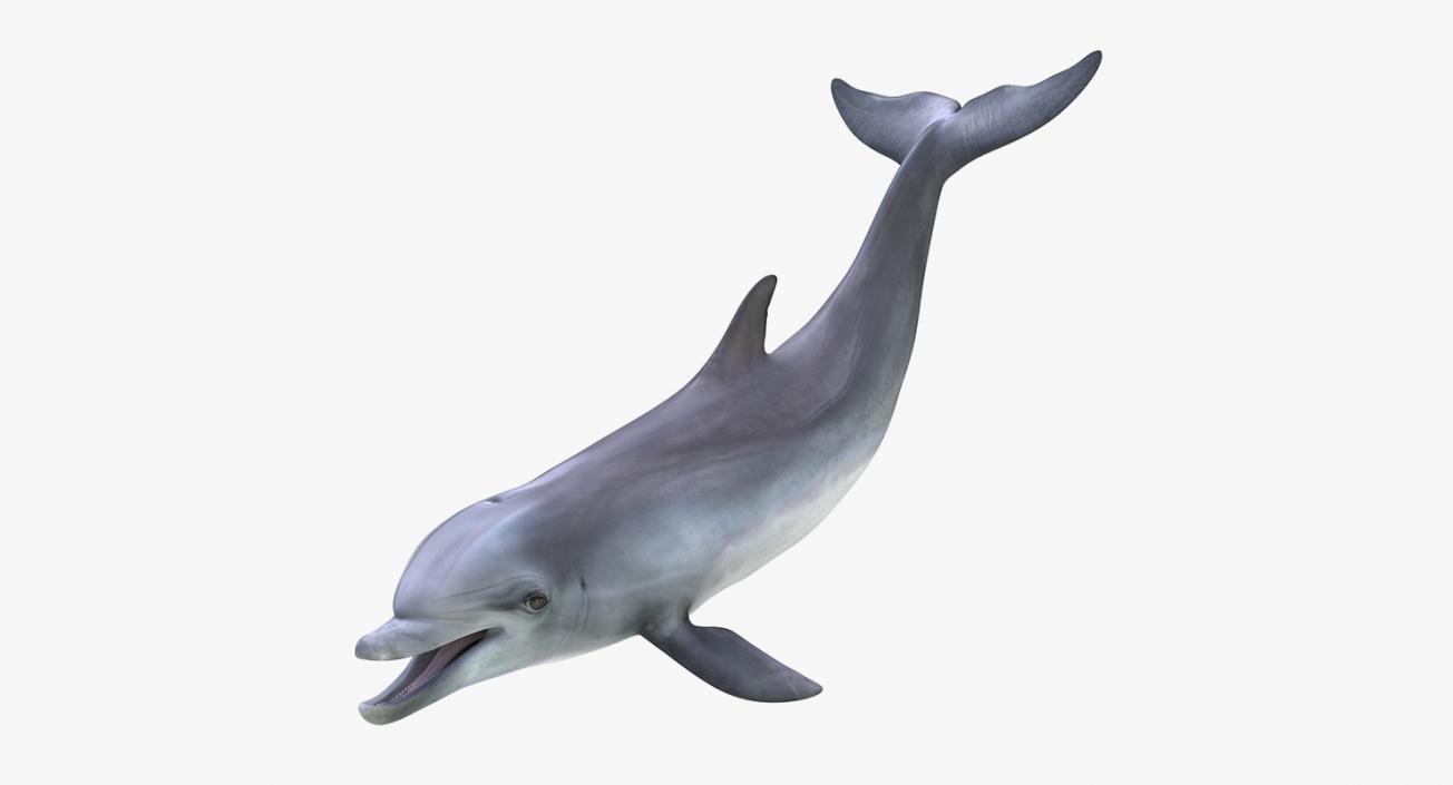 Marine Mammals Rigged Collection 4 3D model