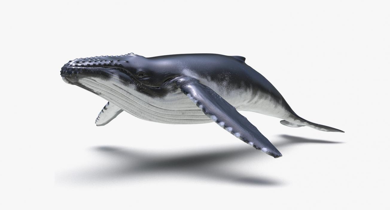 Marine Mammals Rigged Collection 4 3D model