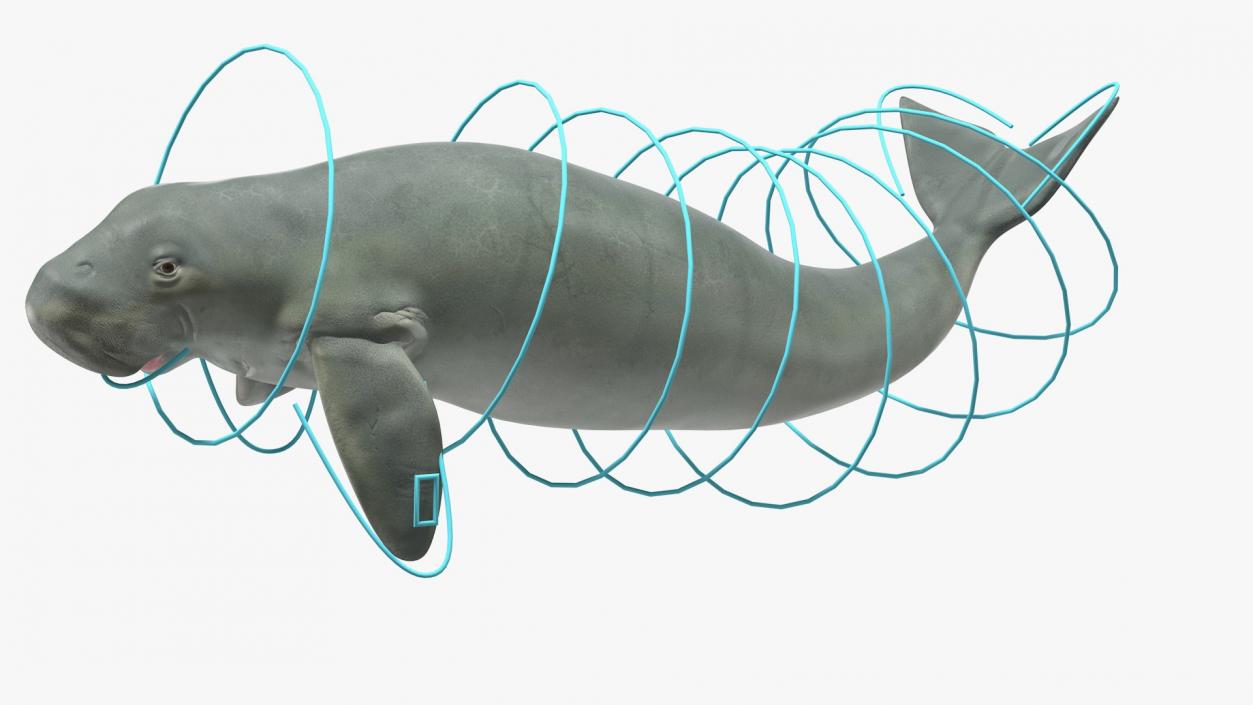 Marine Mammals Rigged Collection 4 3D model