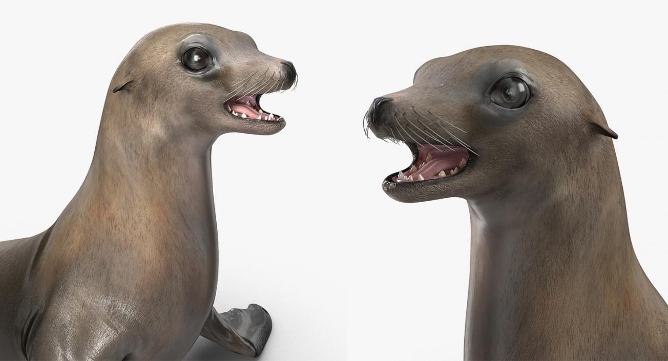 Marine Mammals Rigged Collection 4 3D model