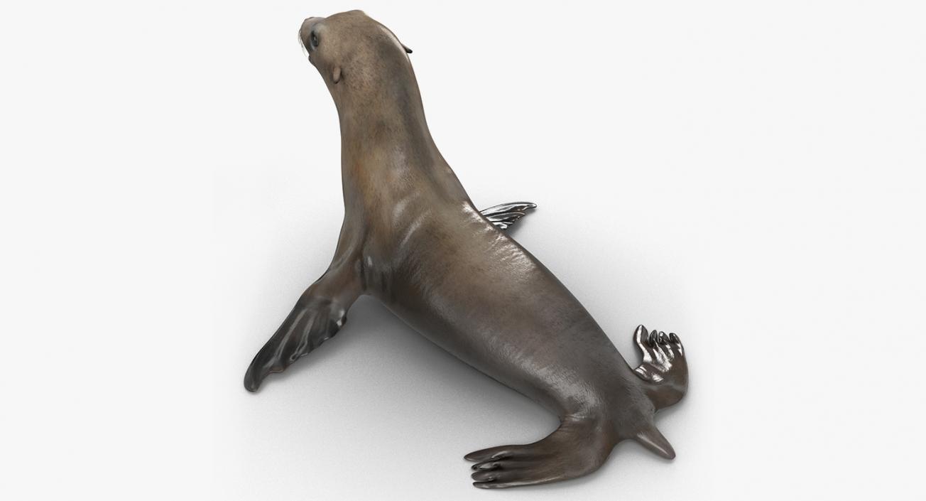 Marine Mammals Rigged Collection 4 3D model