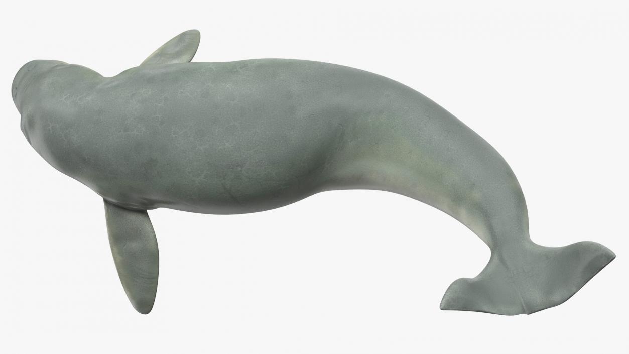 Marine Mammals Rigged Collection 4 3D model