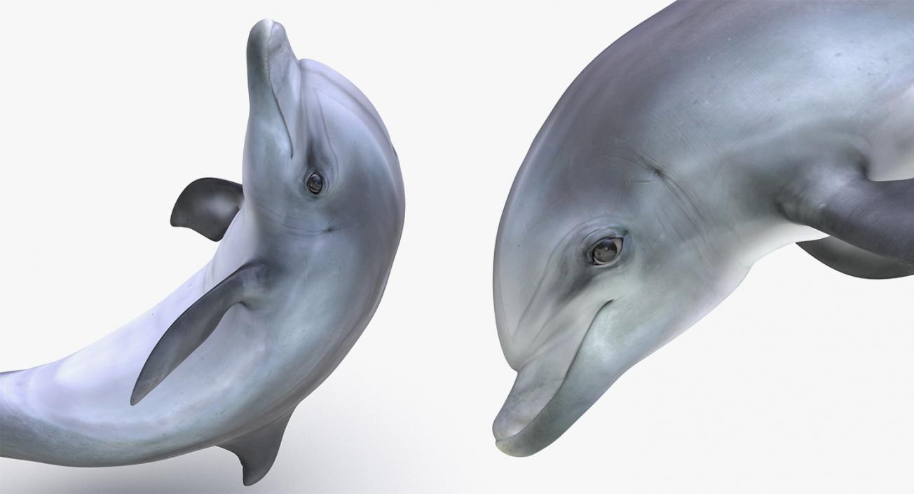 Marine Mammals Rigged Collection 4 3D model