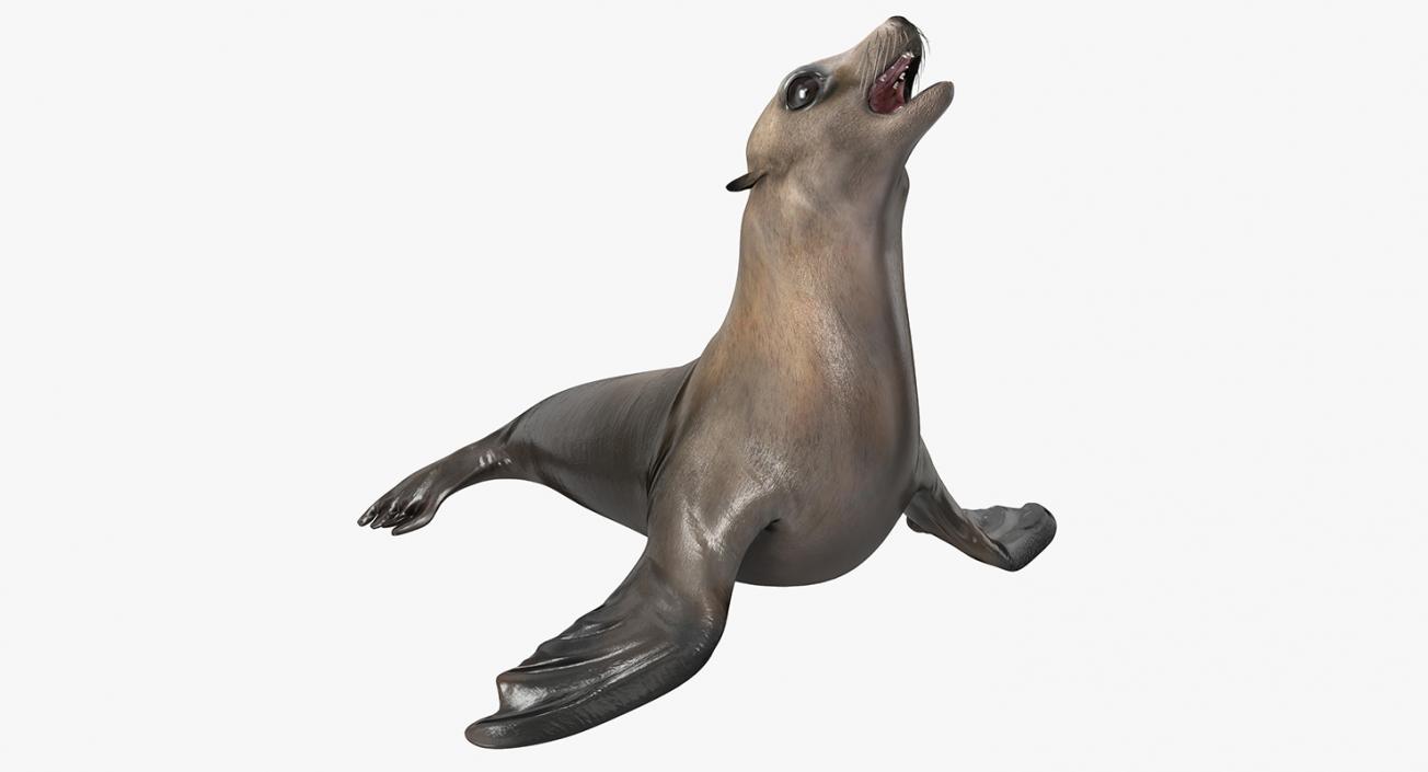 Marine Mammals Rigged Collection 4 3D model