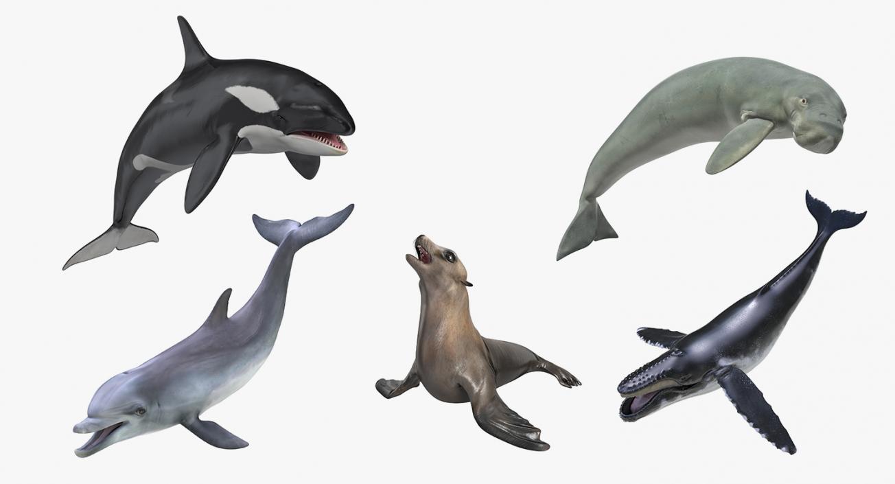 Marine Mammals Rigged Collection 4 3D model