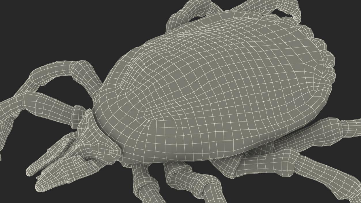 3D Tick Crawling Pose model