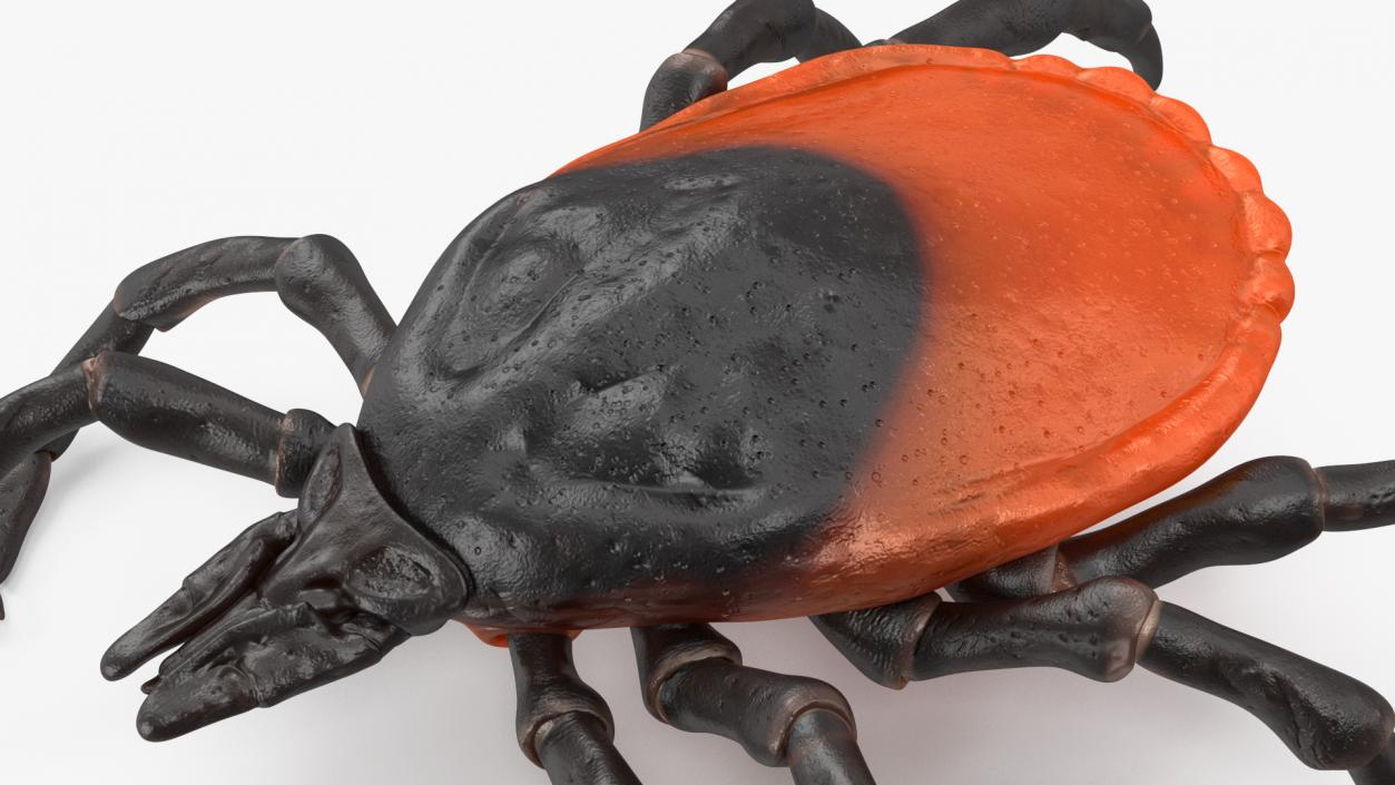 3D Tick Crawling Pose model