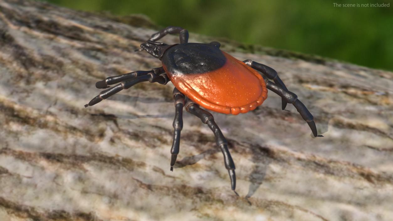 3D Tick Crawling Pose model