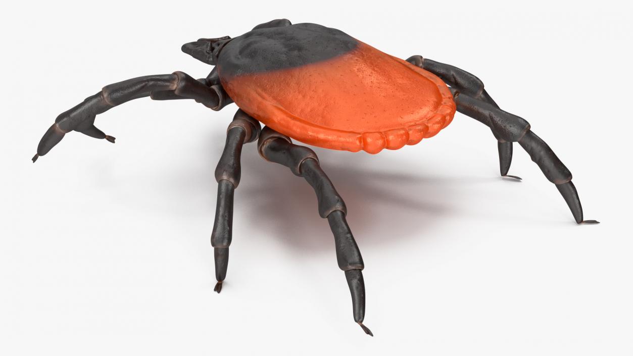 3D Tick Crawling Pose model