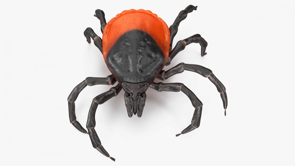 3D Tick Crawling Pose model