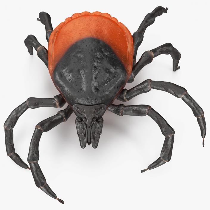 3D Tick Crawling Pose model