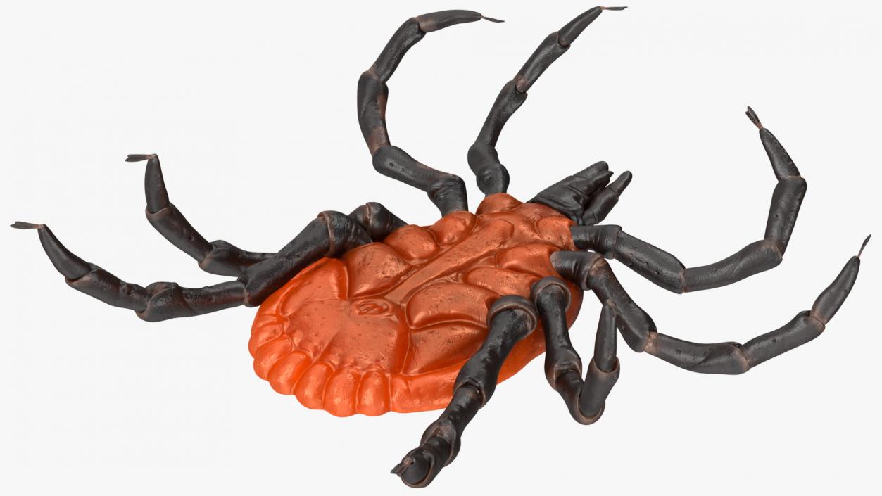 3D Tick Crawling Pose model