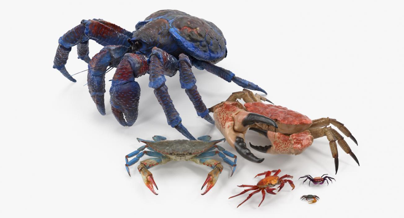 3D Crabs Collection 2 model