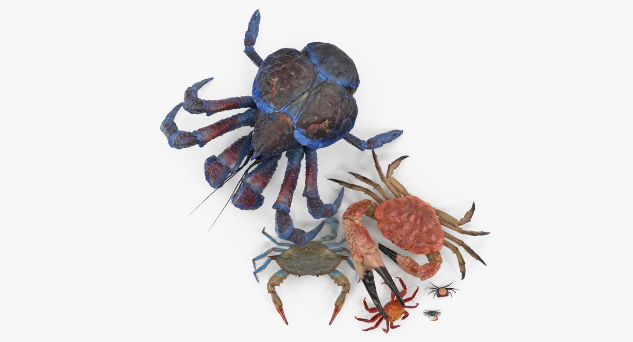 3D Crabs Collection 2 model