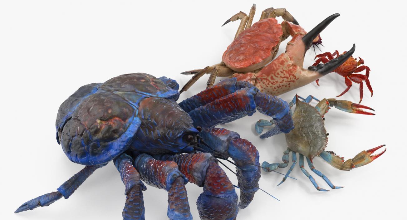 3D Crabs Collection 2 model