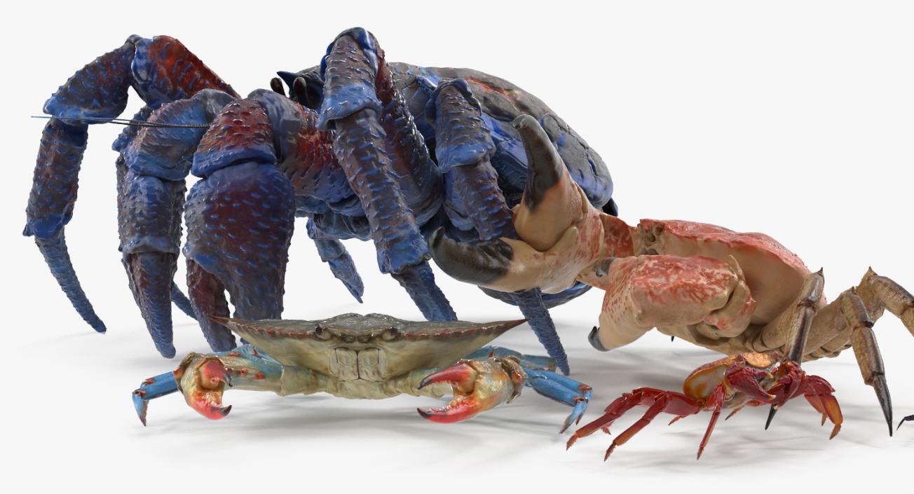 3D Crabs Collection 2 model