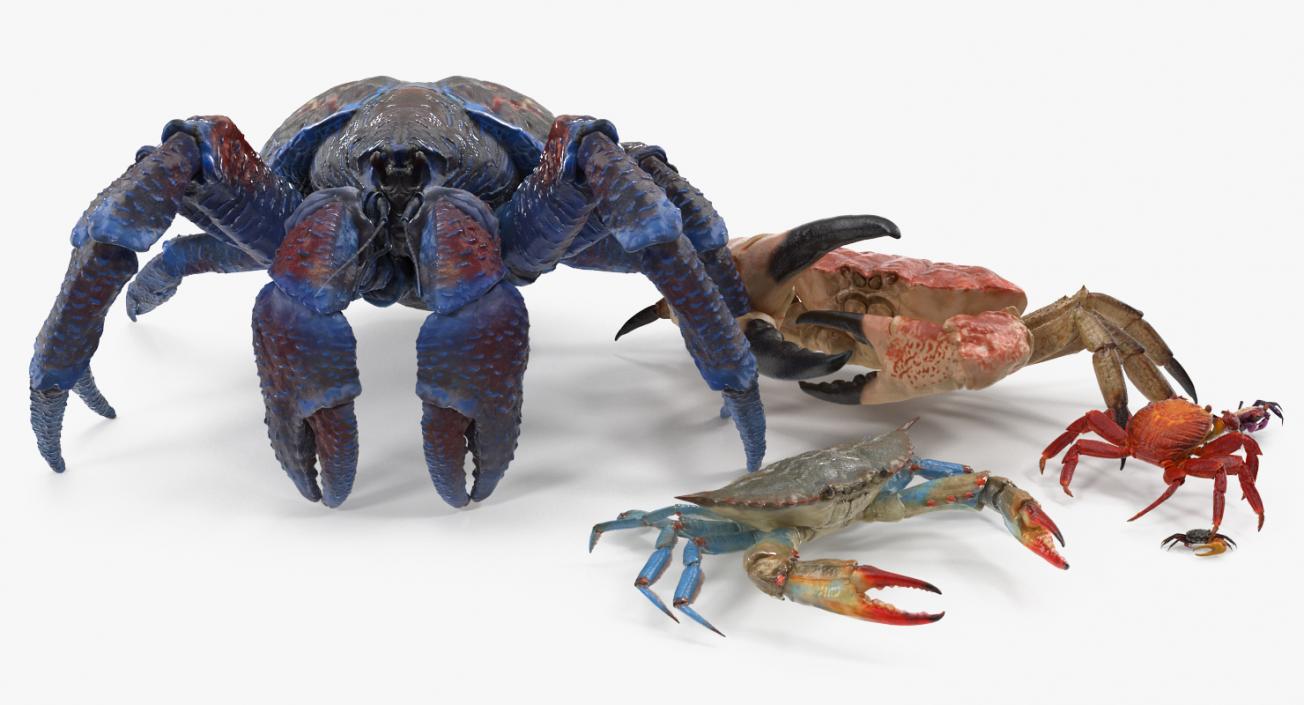 3D Crabs Collection 2 model