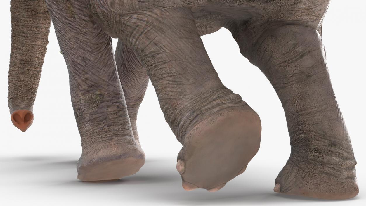 3D Animated Elephant Running Fur Rigged