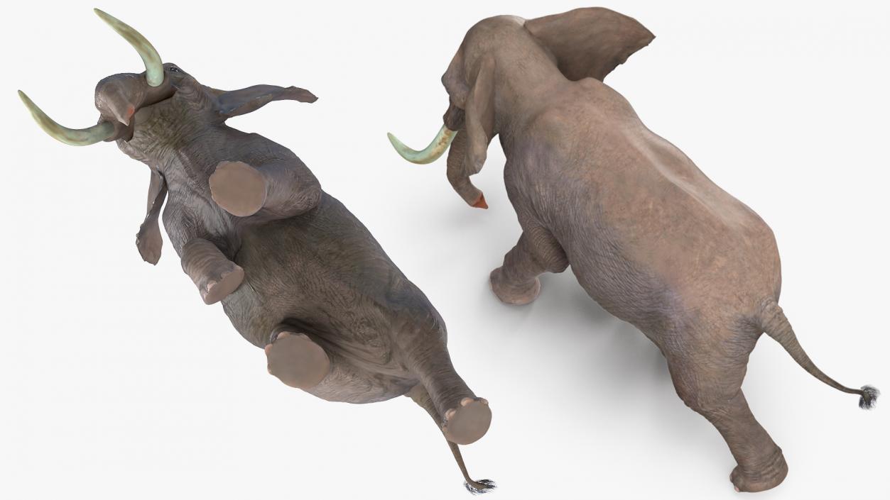 3D Animated Elephant Running Fur Rigged