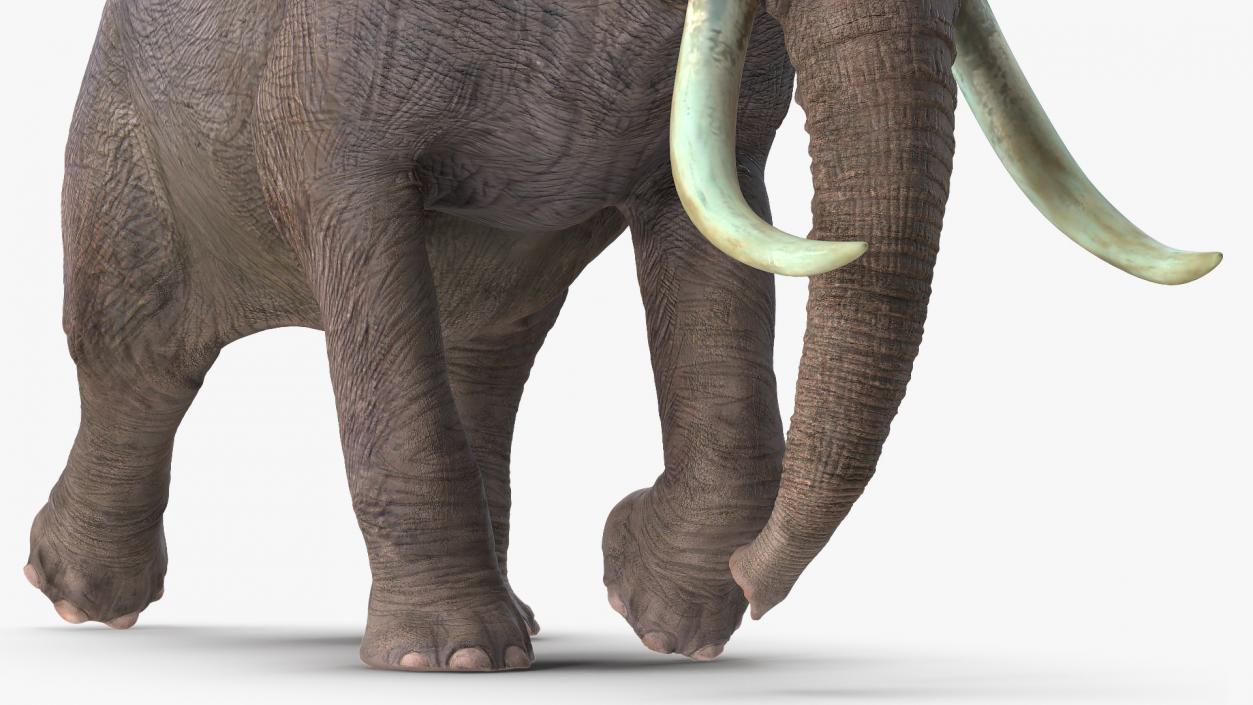 3D Animated Elephant Running Fur Rigged