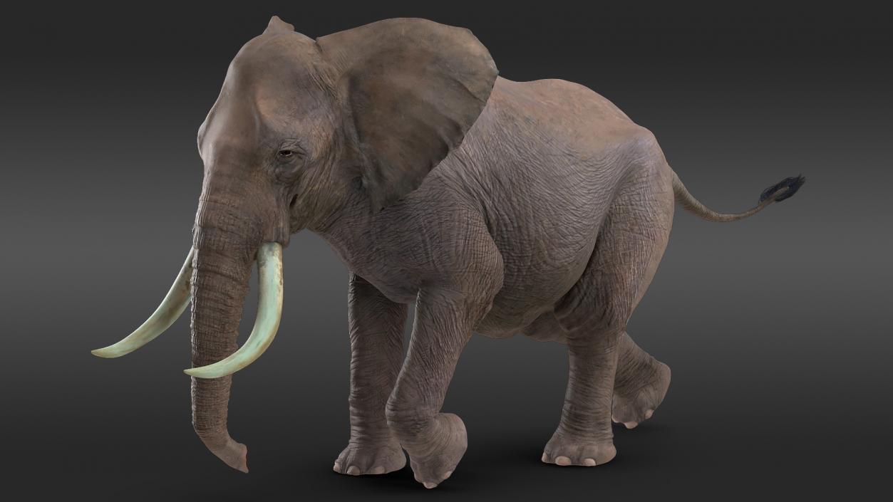 3D Animated Elephant Running Fur Rigged