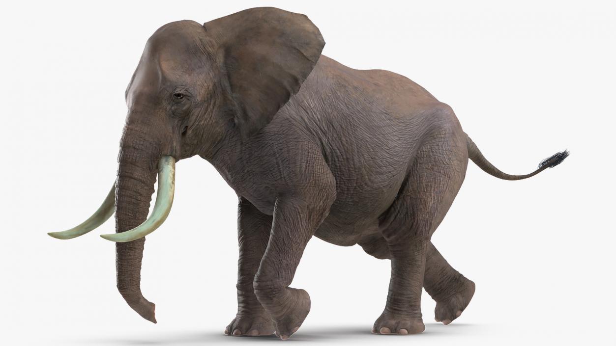 3D Animated Elephant Running Fur Rigged