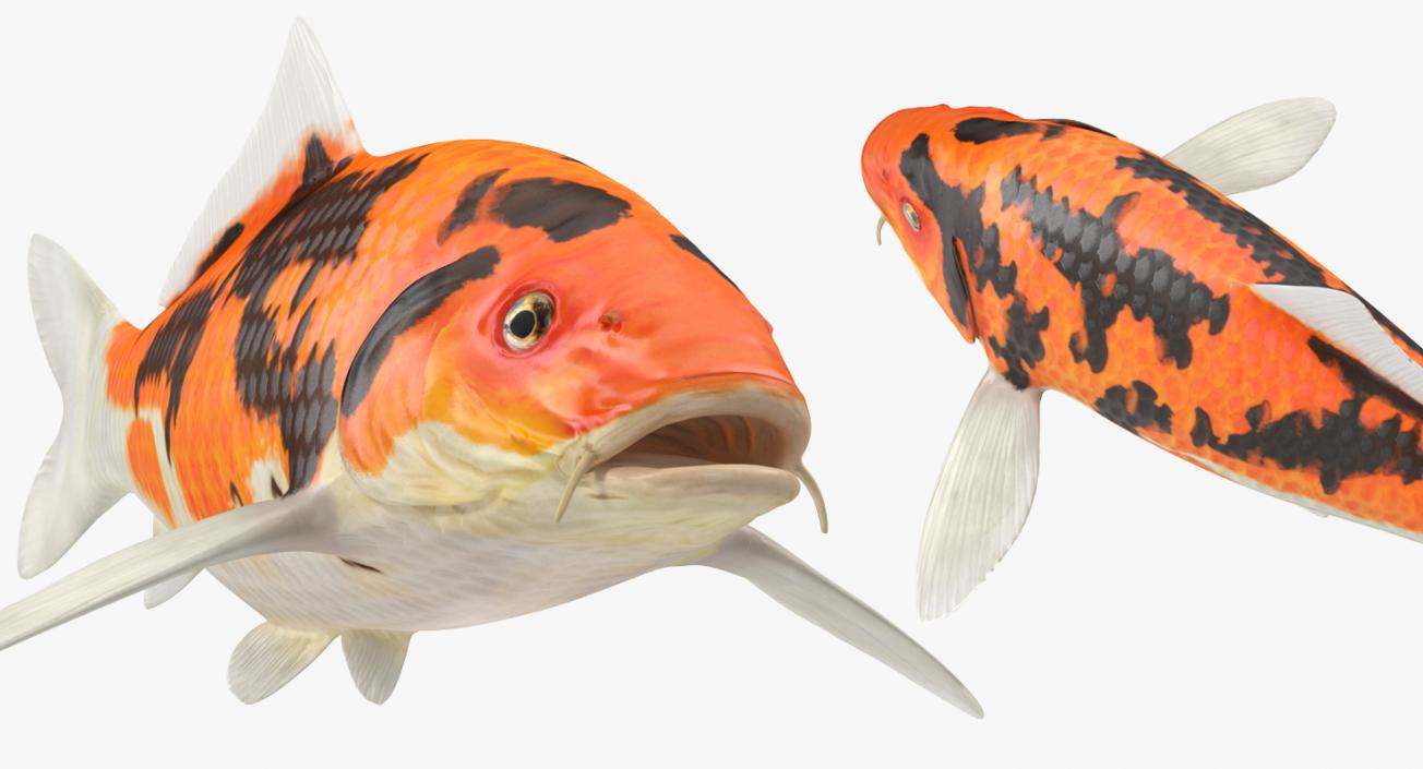 Fishes 3D Models Collection 4 3D model