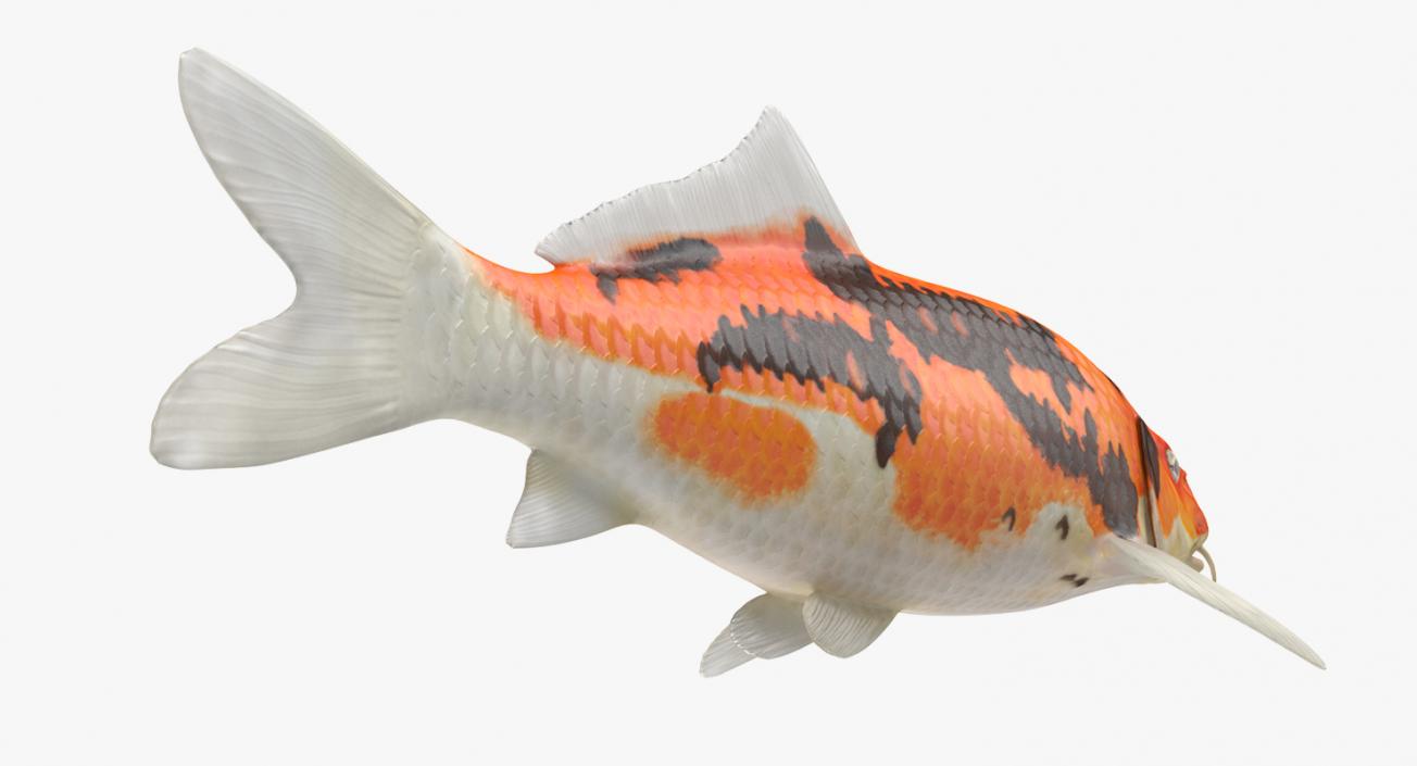 Fishes 3D Models Collection 4 3D model