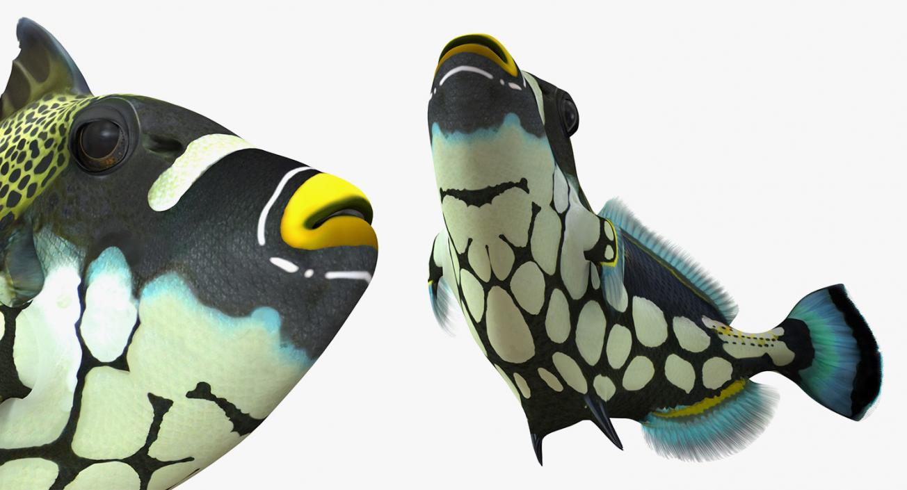 Fishes 3D Models Collection 4 3D model