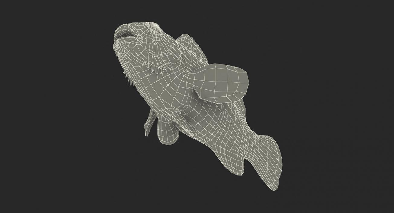 Fishes 3D Models Collection 4 3D model