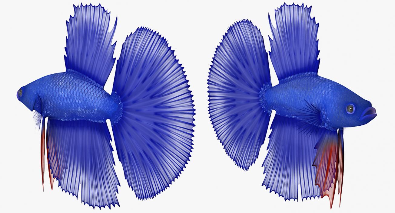 Fishes 3D Models Collection 4 3D model