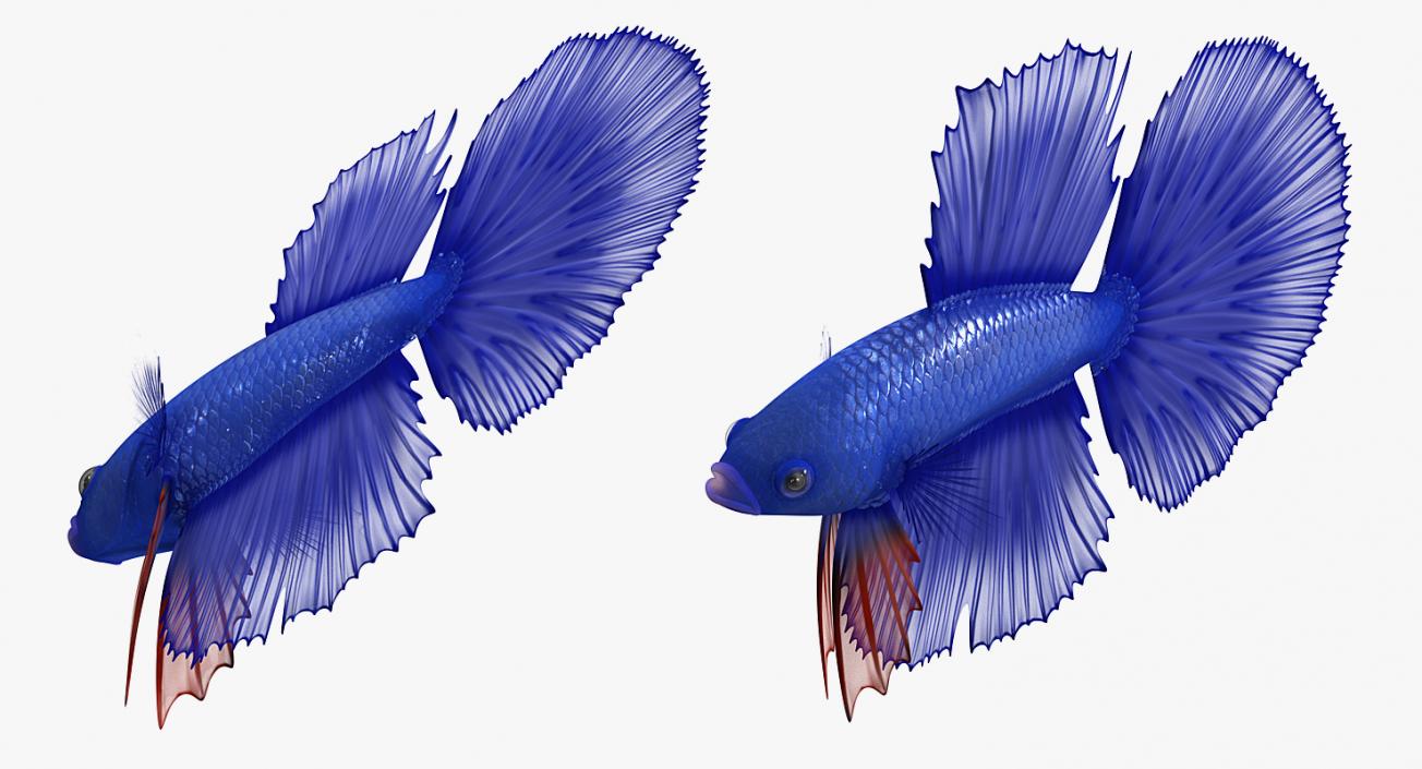 Fishes 3D Models Collection 4 3D model