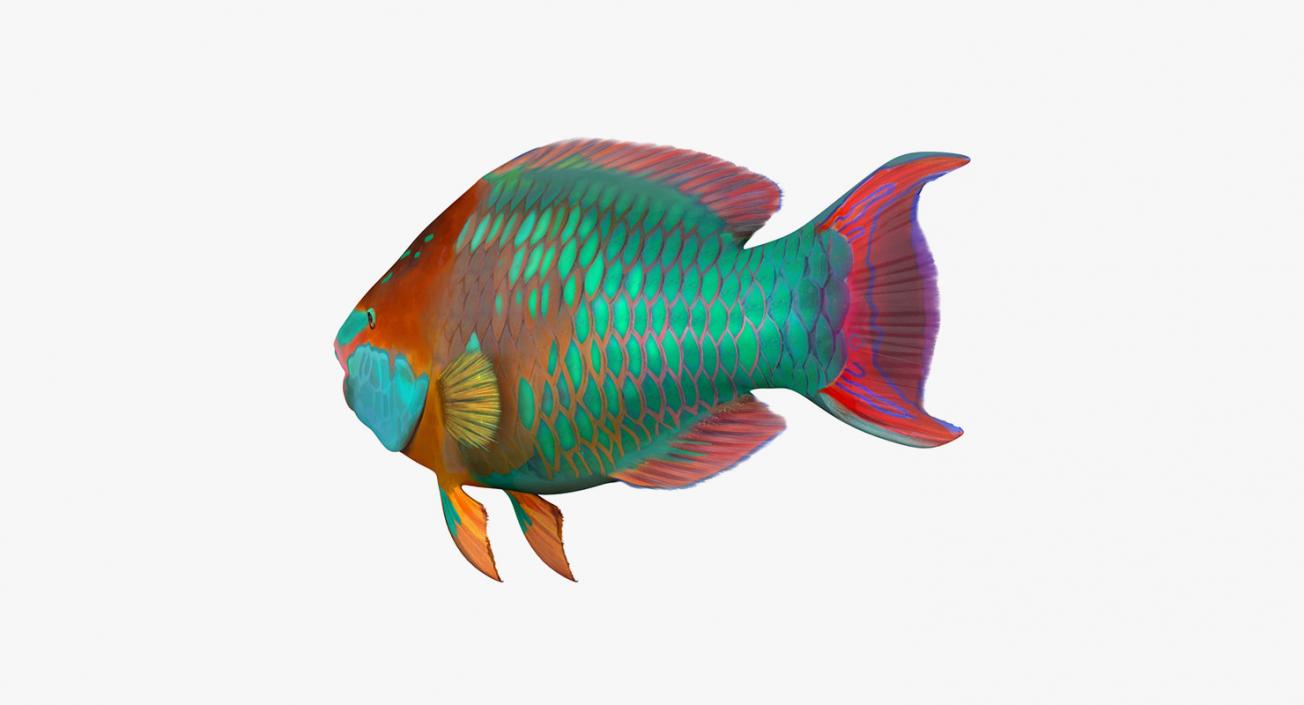 Fishes 3D Models Collection 4 3D model