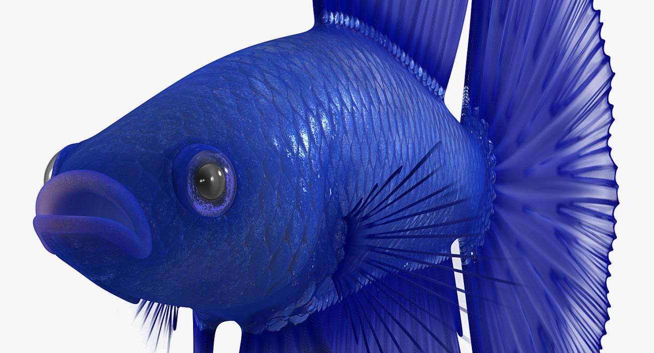 Fishes 3D Models Collection 4 3D model