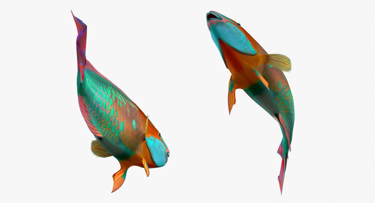 Fishes 3D Models Collection 4 3D model