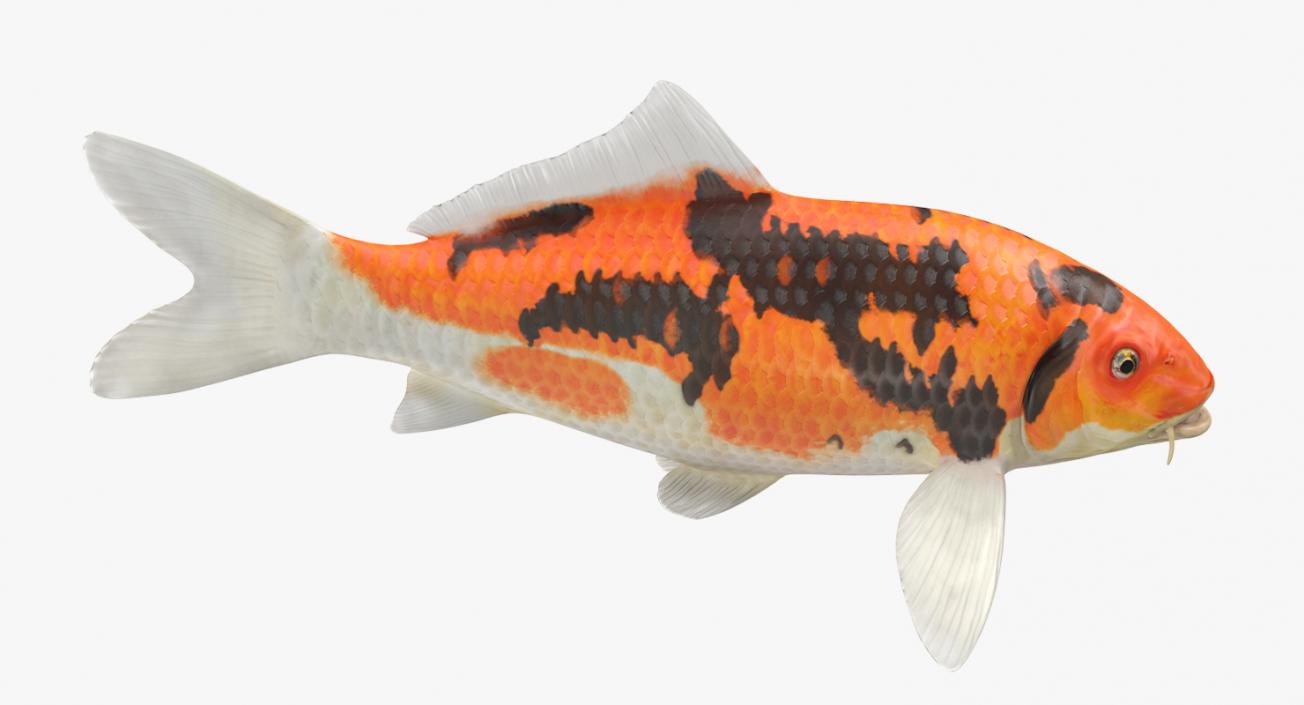 Fishes 3D Models Collection 4 3D model