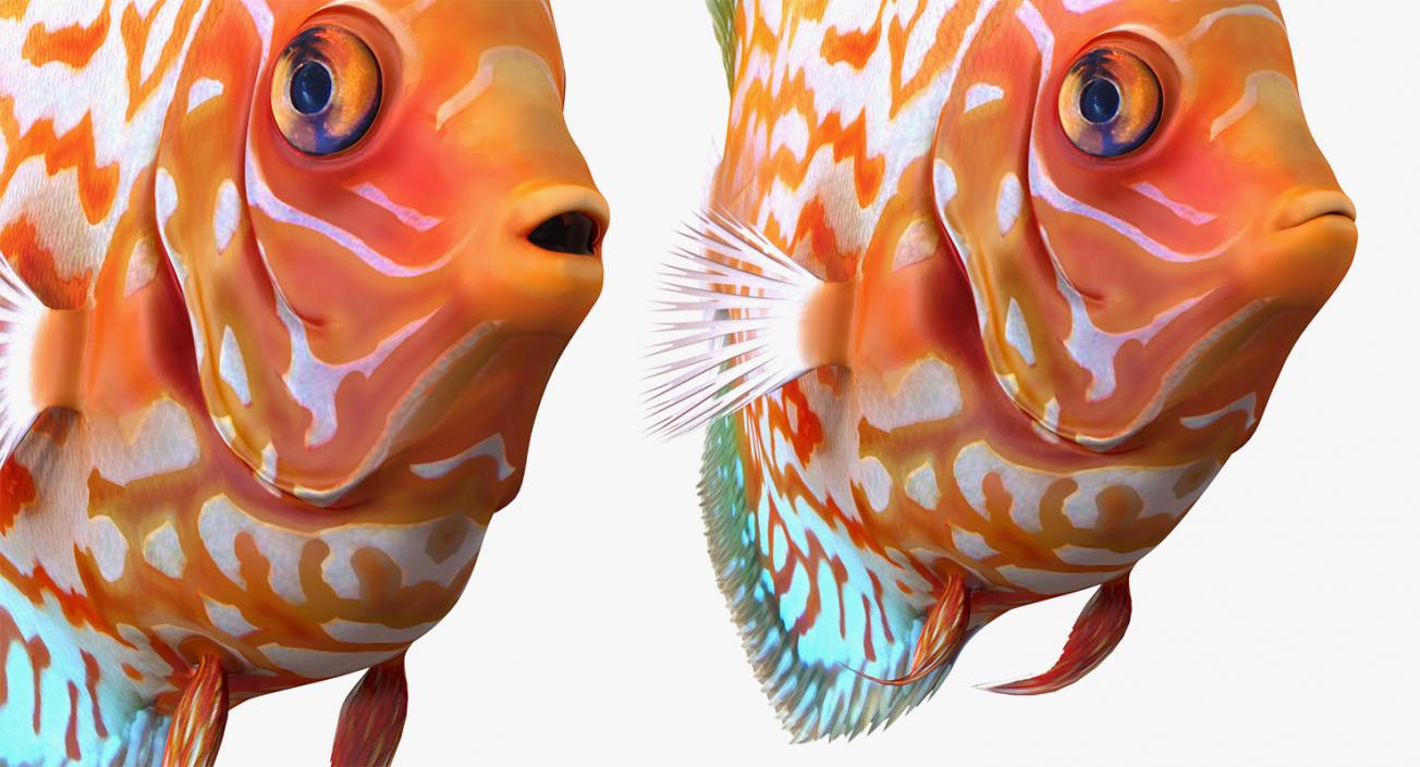 Fishes 3D Models Collection 4 3D model