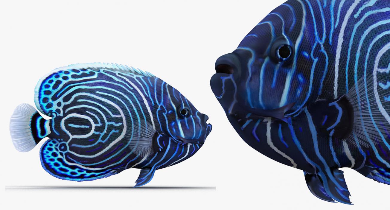 Fishes 3D Models Collection 4 3D model