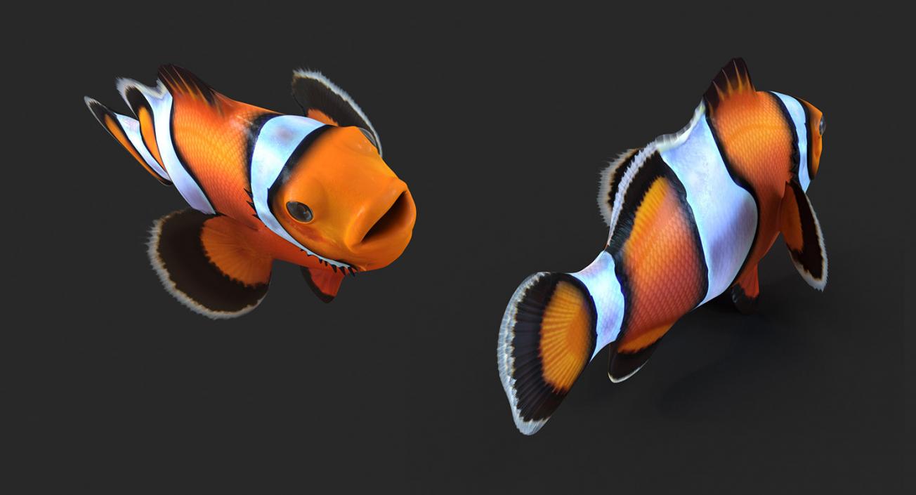 Fishes 3D Models Collection 4 3D model