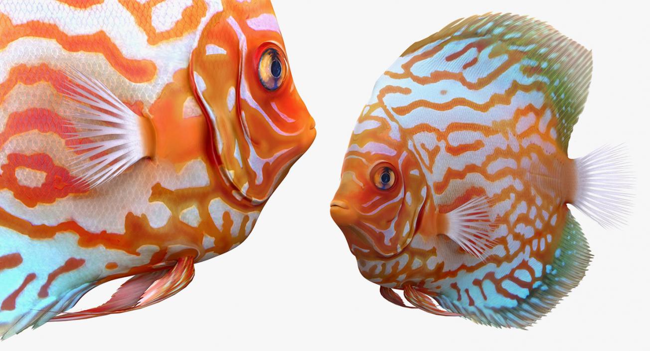 Fishes 3D Models Collection 4 3D model