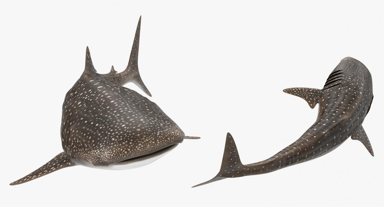 Fishes 3D Models Collection 4 3D model